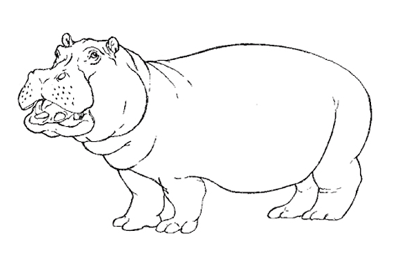 coloriage hippopotame ligne