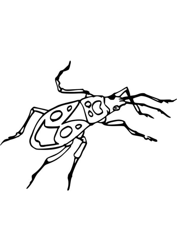 dessin  colorier insectes gratuit