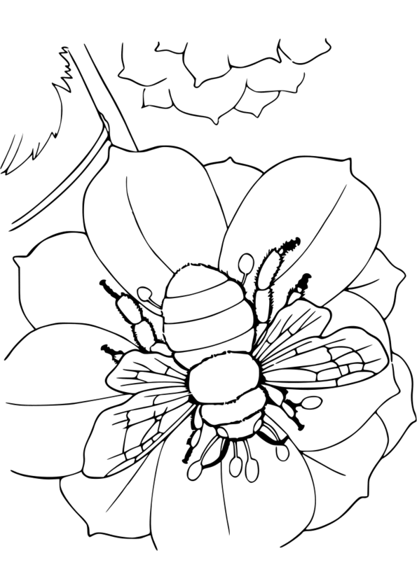 coloriage  dessiner insectes hugo l'escargot