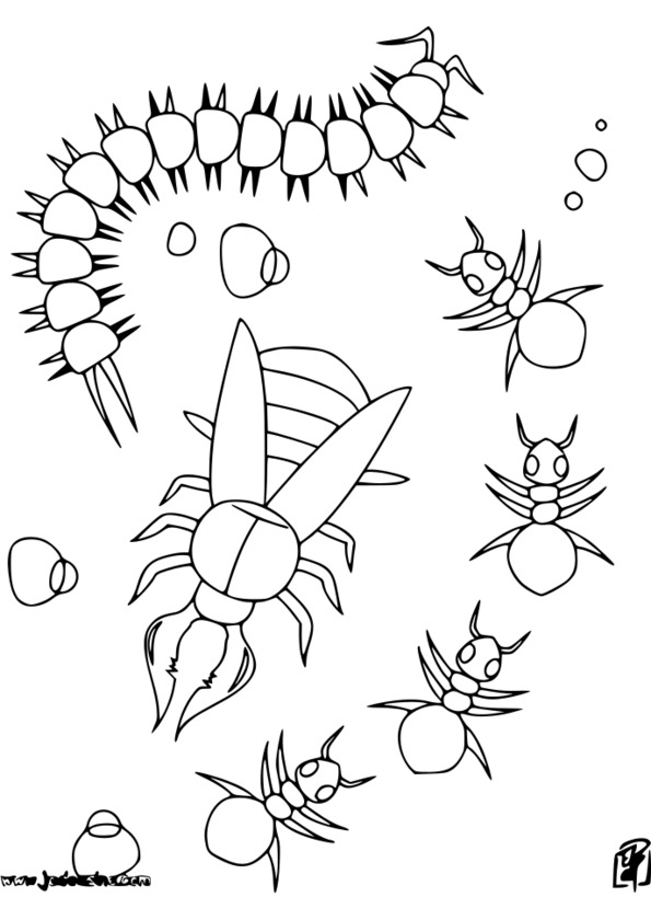 coloriage d'un insecte