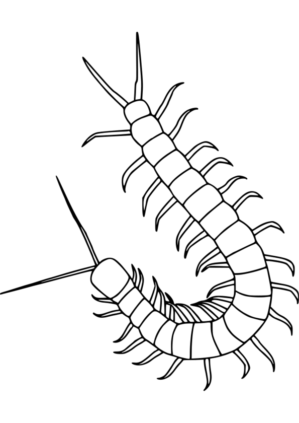 dessin cafard insecte