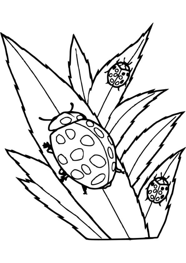 coloriage d'insectes à imprimer