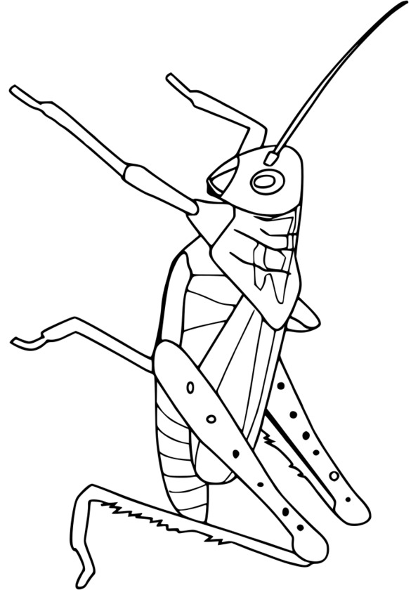 coloriage à dessiner codé insecte