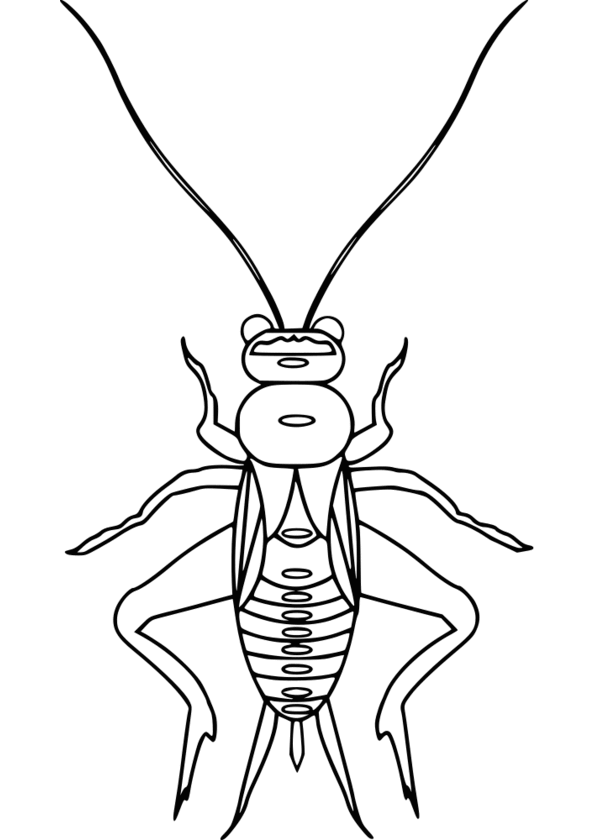 coloriage d'insecte a imprimer