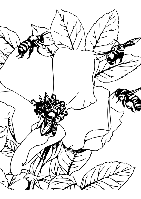 coloriage mandala insecte