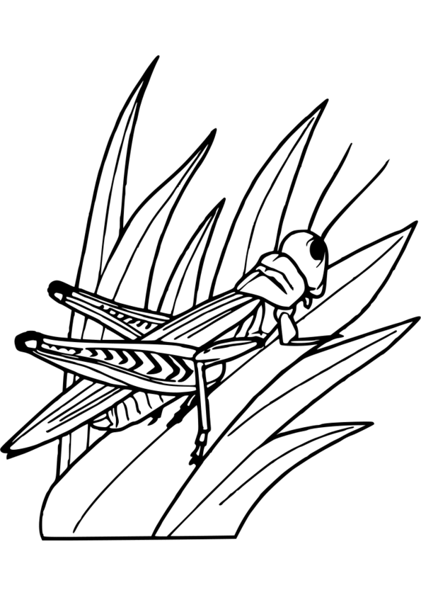 coloriage insecte maternelle