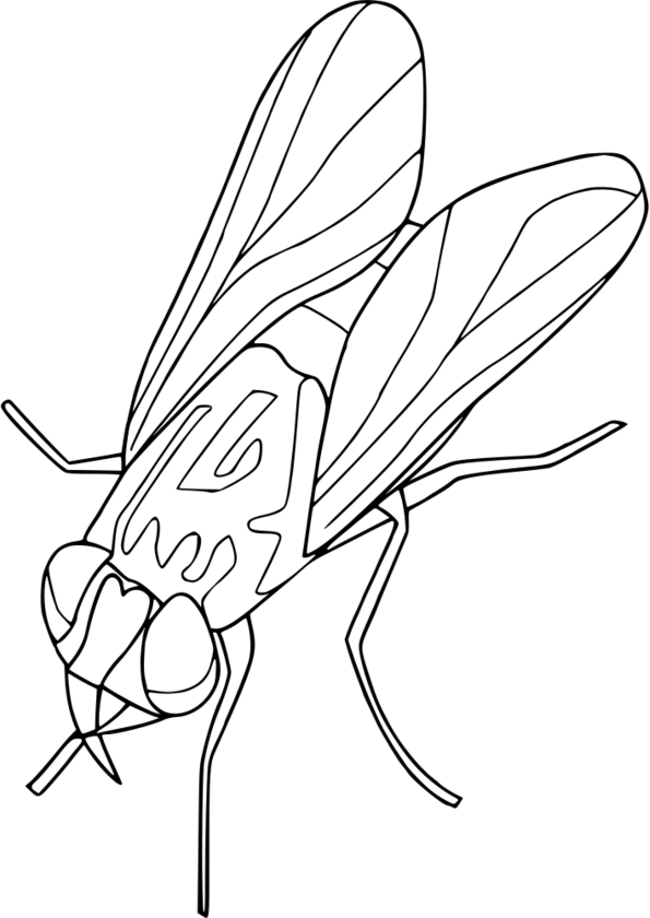 coloriage insectes hugo l'escargot