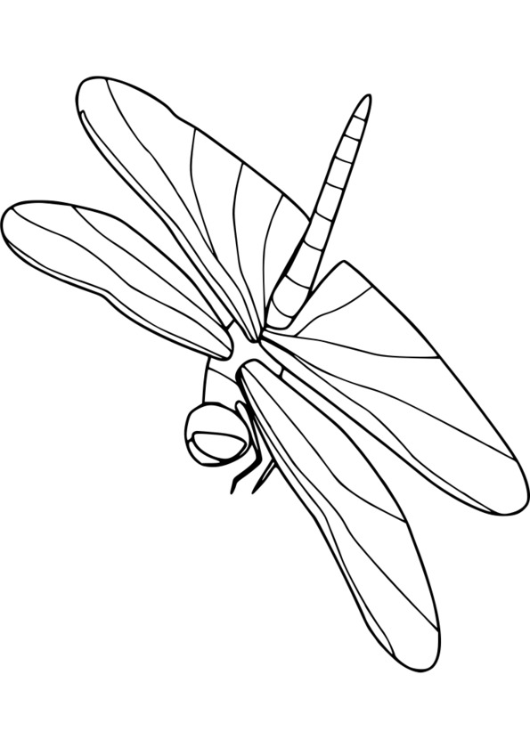 dessin insecte maternelle