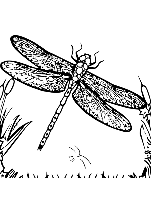 dessin insecte a imprimer gratuit