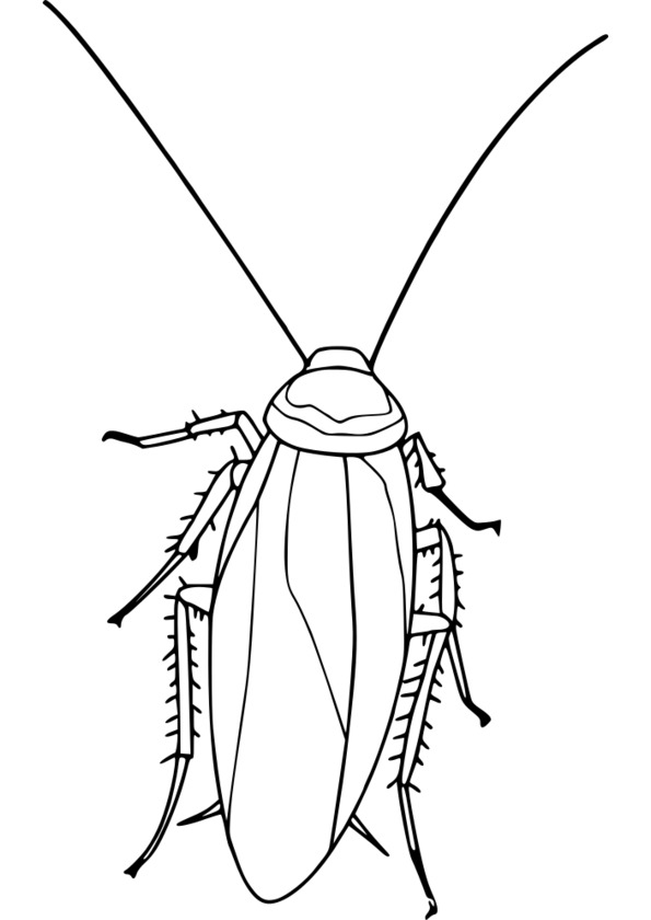 dessin à colorier insecte papillon