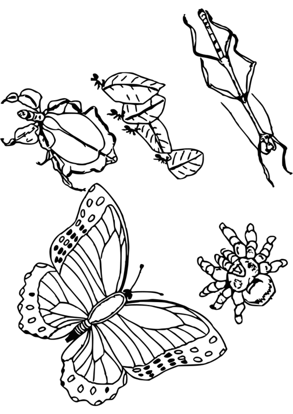 coloriage les insectes