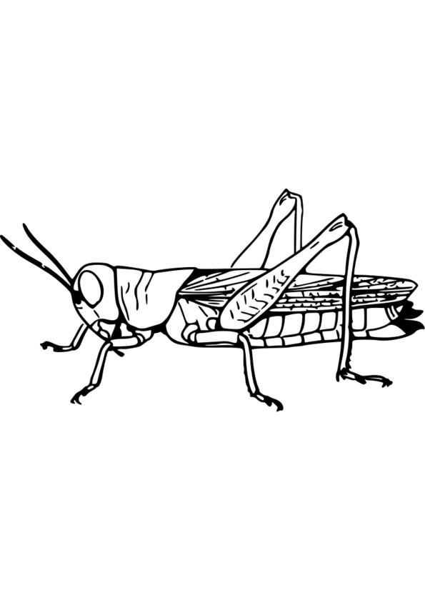 dessin magique insectes