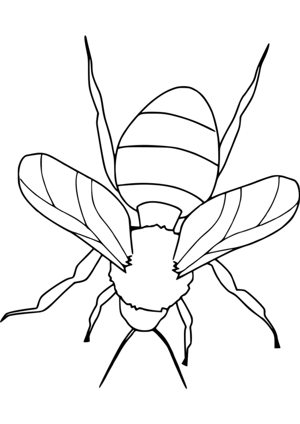 coloriage codé insecte