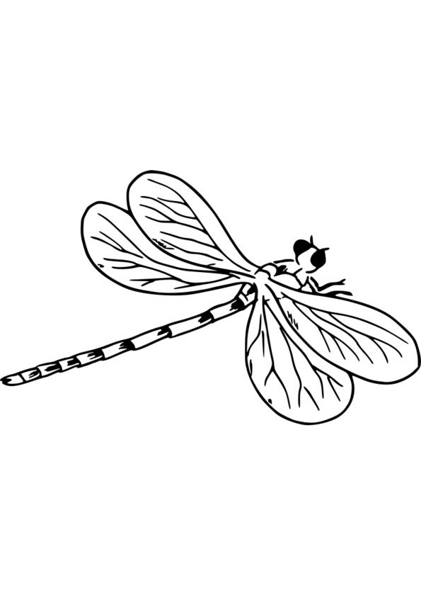 dessin grillon insecte