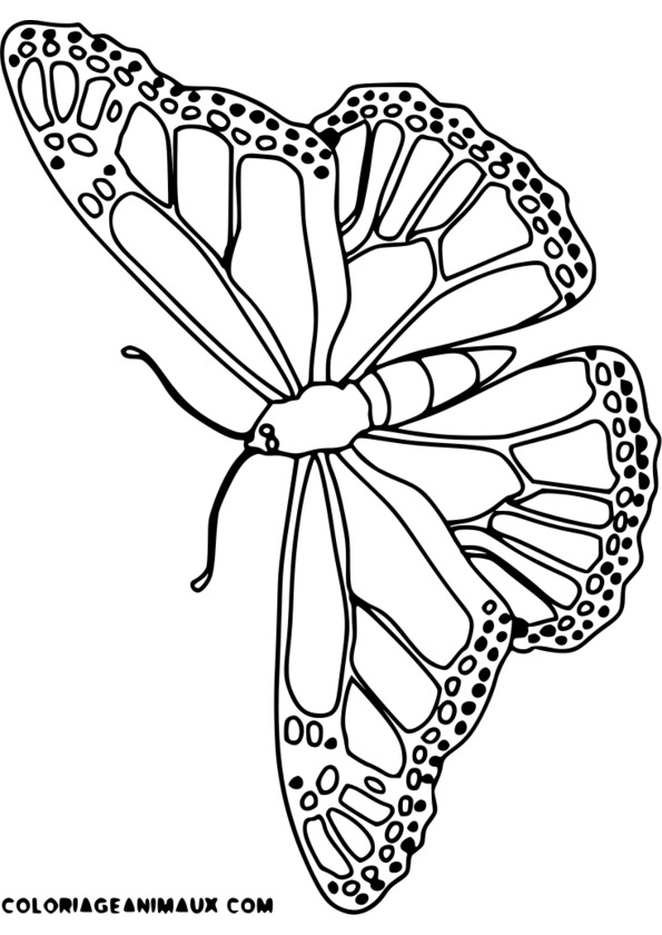 dessin insectes rigolos