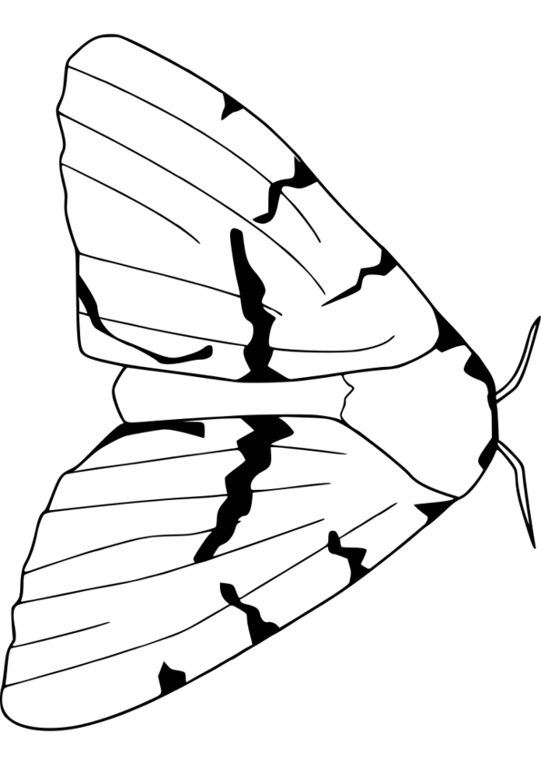 dessin humoristique insectes