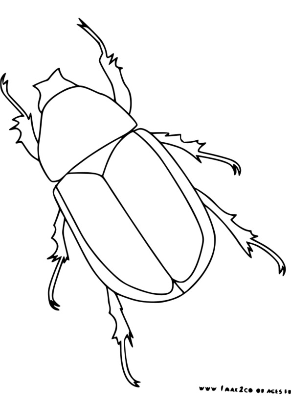 coloriage insecte papillon