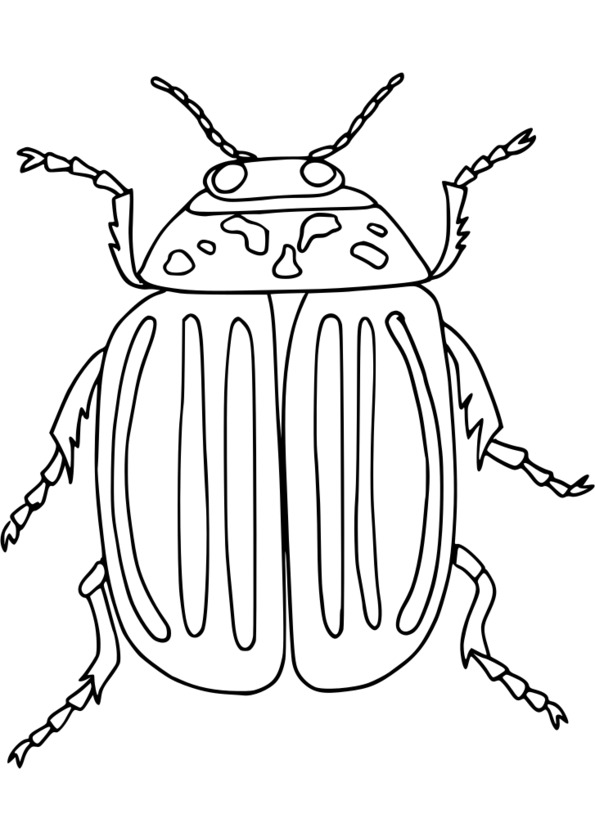 coloriage Ã dessiner insectes jardin