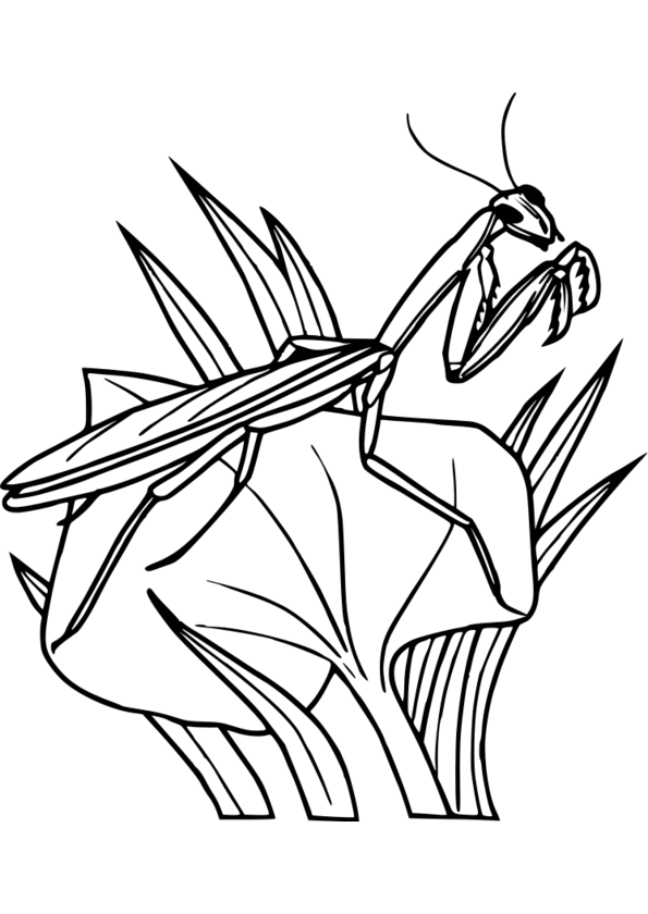 coloriage d'insectes en ligne