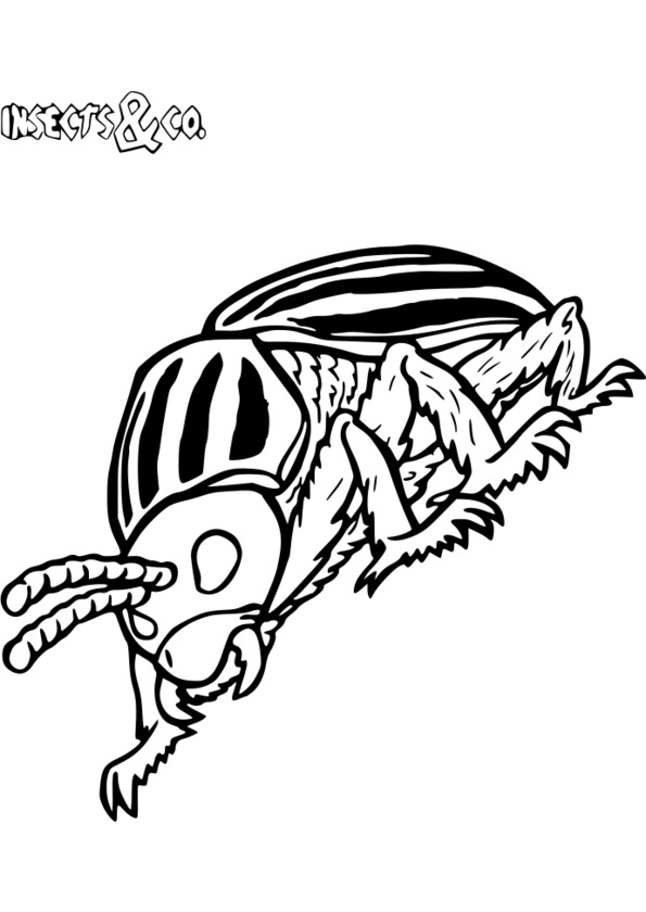 dessin scientifique insecte