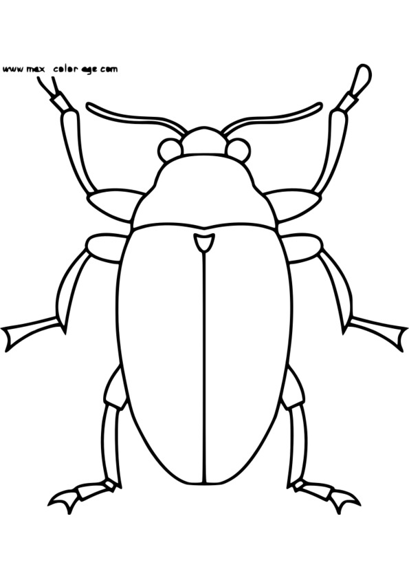 dessin à colorier insectes maternelle