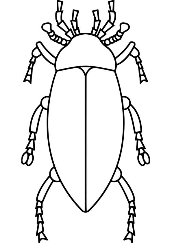 insecte dessin colorier
