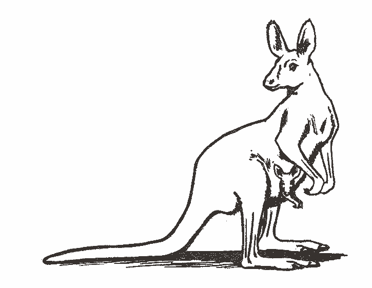 dessin kangourou gratuit