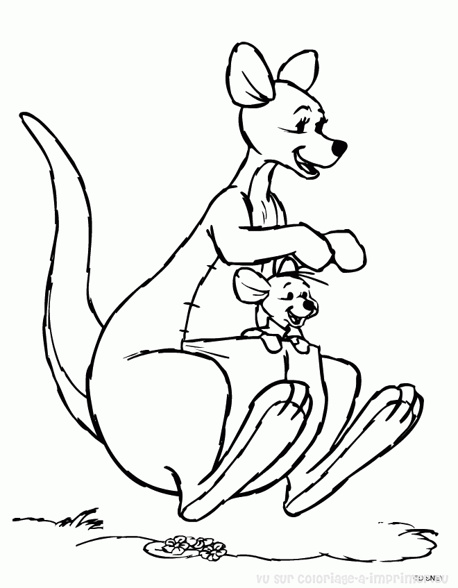 kangourou dessin dessin