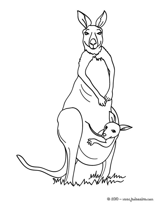 dessin � colorier kangourou aborigène