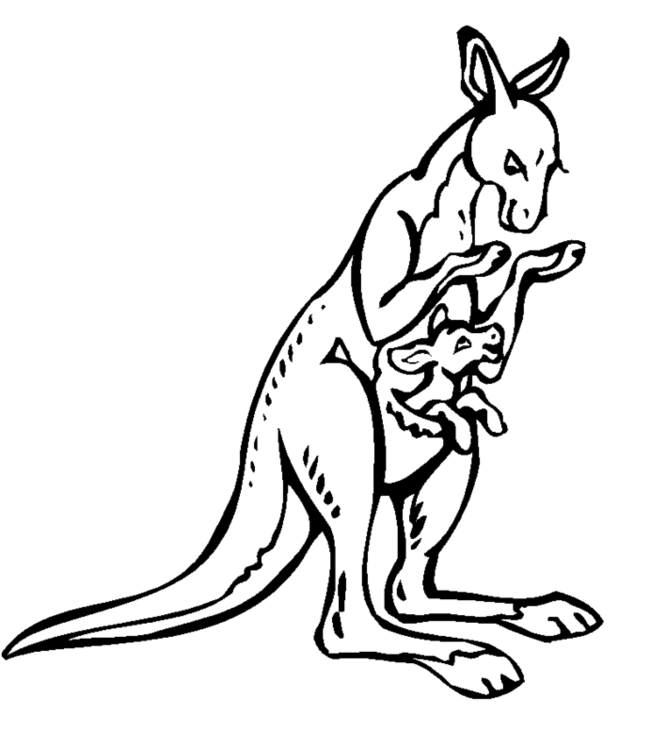 coloriage kangourou australie