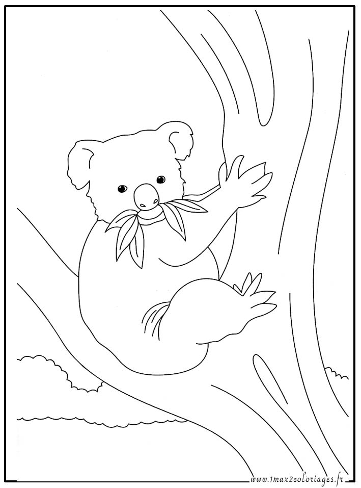 dessin petshop koala