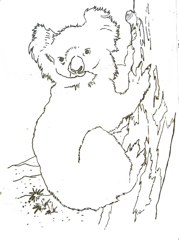 dessin de koala mignon