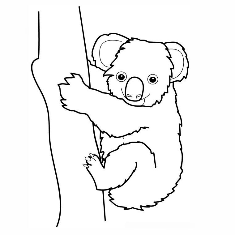 dessin à colorier de koala hugo l'escargot