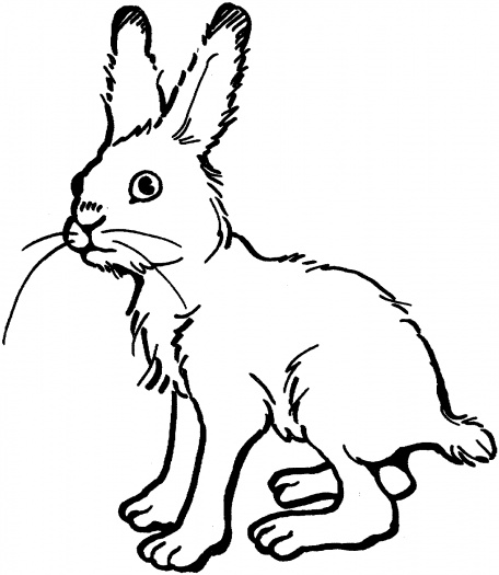 coloriage lapin de garenne
