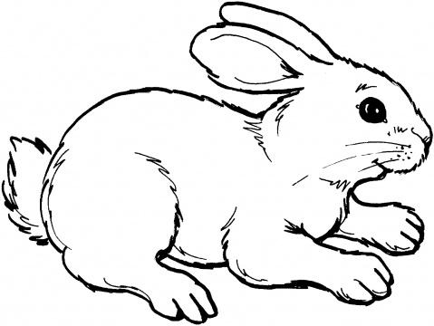 jeux coloriage lapin gratuit