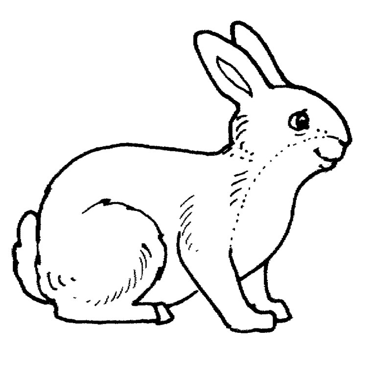 coloriage lapin fille