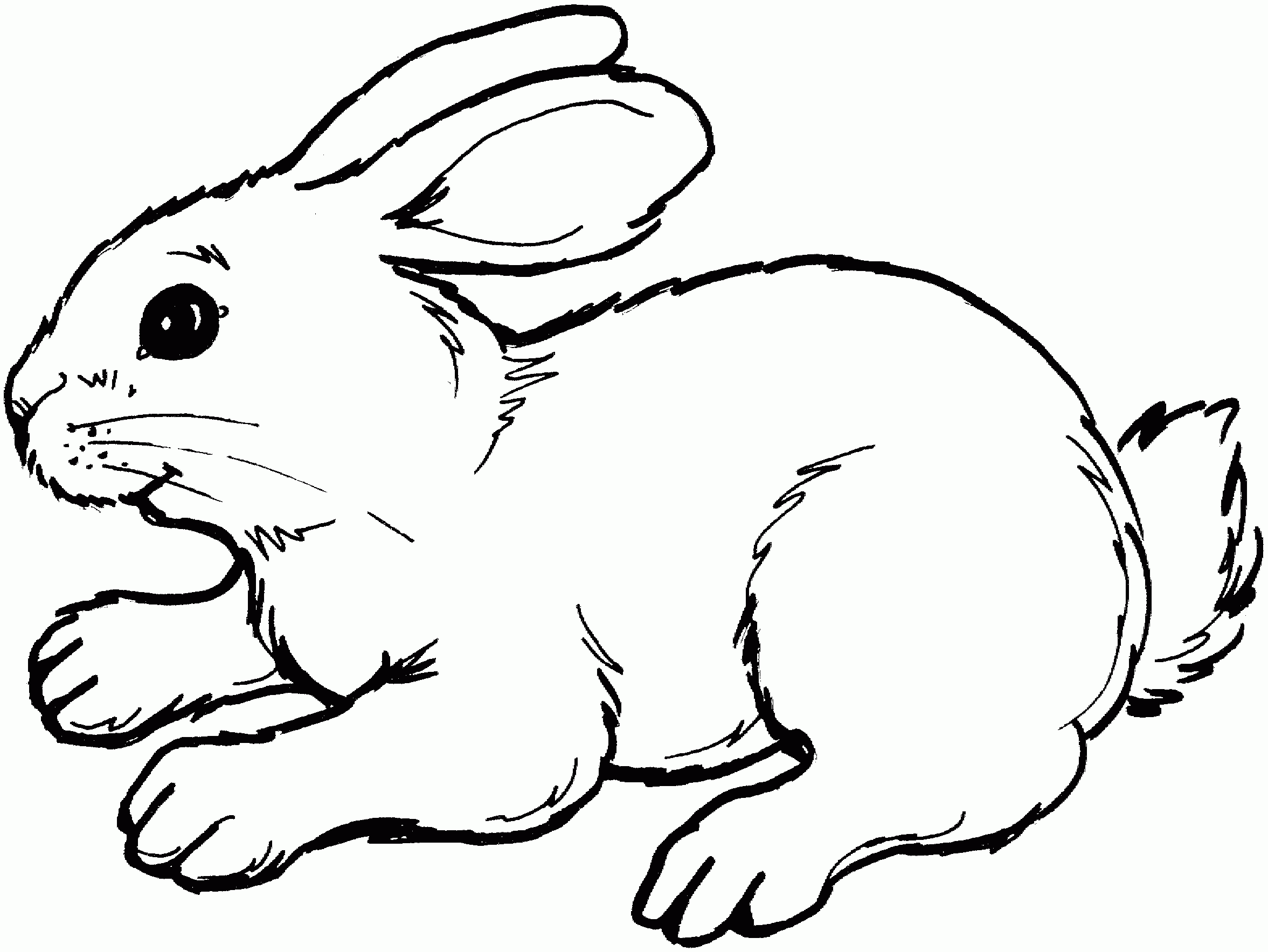 Coloriage lapin dans clapier