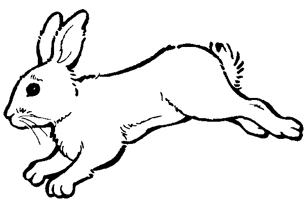 coloriage lapin calin