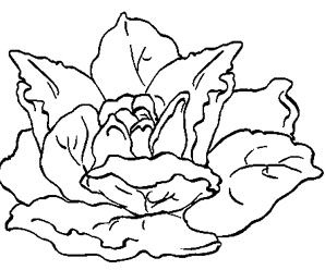 dessin legumes d'automne
