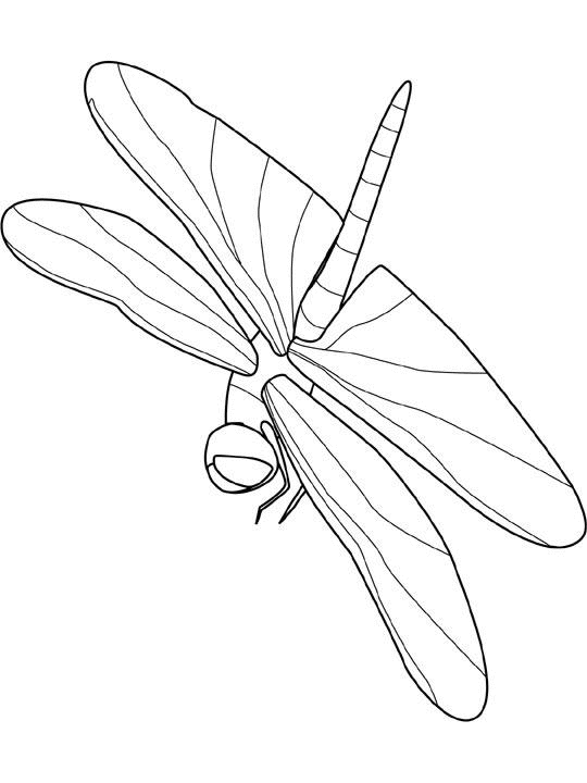 dessin à colorier libellule imprimer gratuit