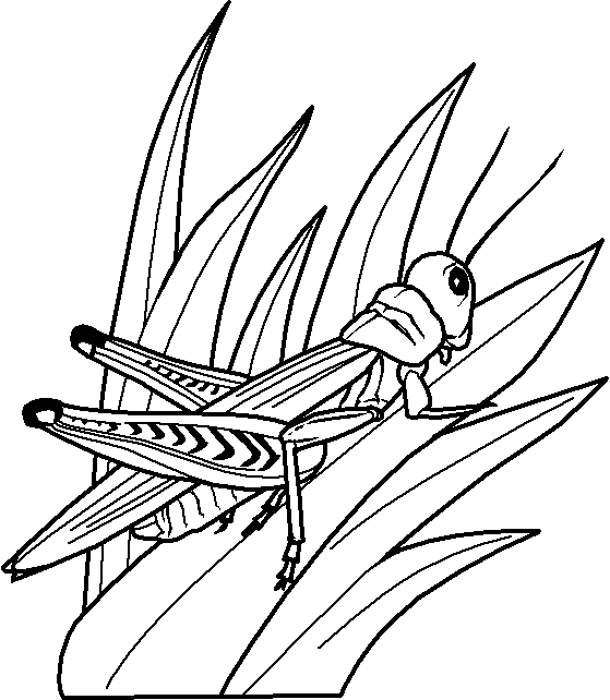 coloriage à dessiners papillons libellules
