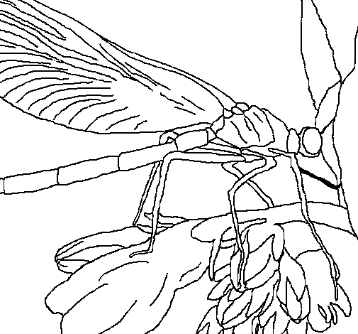 coloriage de la libellule