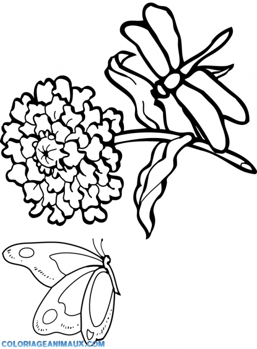 dessin coloriage  dessiner libellule