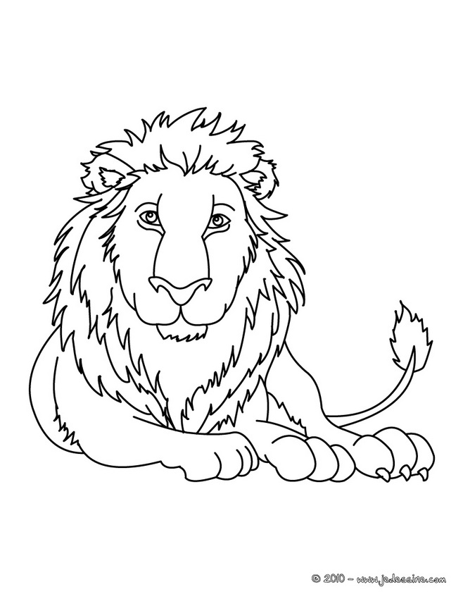 coloriage à dessiner de lion blanc