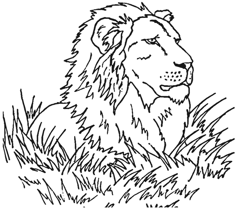 dessin de lion qui chasse