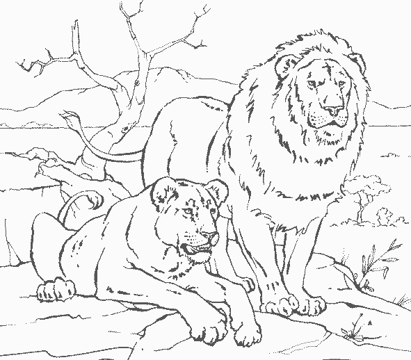 dessin à colorier les lionnes