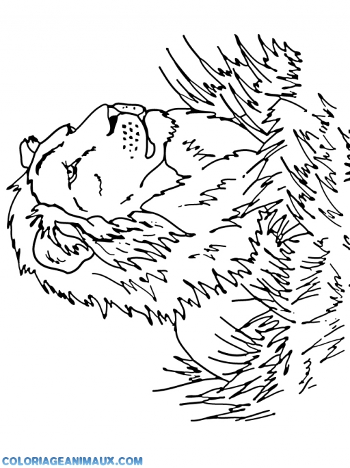 coloriage lion dans la savane coloriage lion dans la savane
