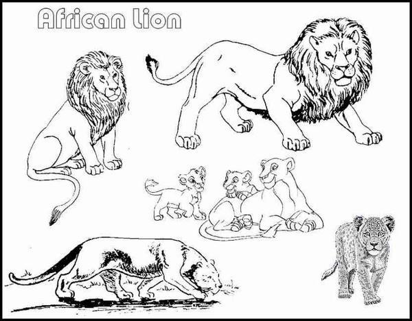 coloriage le lion et le moucheron