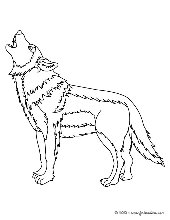 coloriage loup a imprimer gratuit