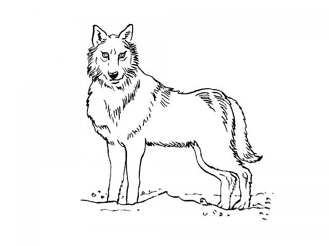 image de loup a imprimer